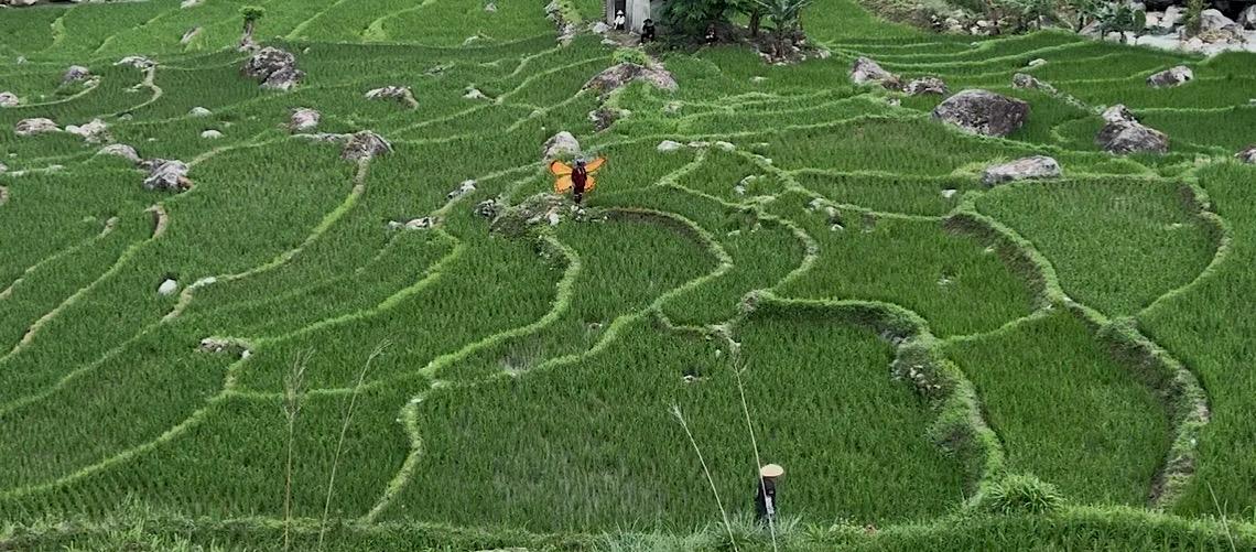 China estimula desenvolvimento de comunidades rurais, unindo cooperativas e plataformas digitais