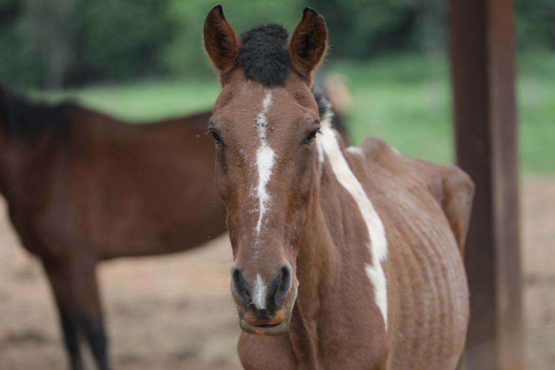 Animais soltos em vias públicas: Saiba como denunciar e ajudar a evitar acidentes no DF