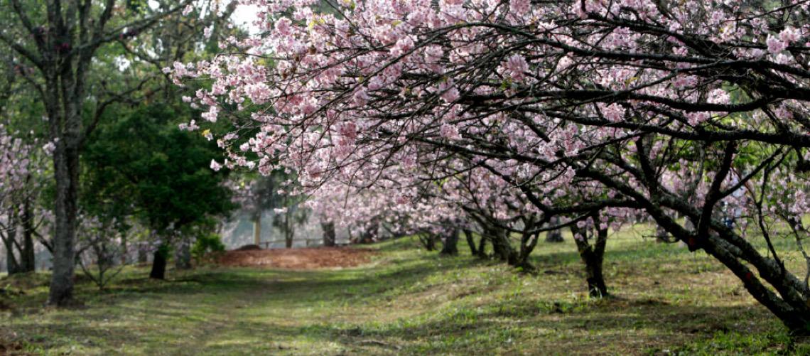 Festa das Cerejeiras celebra flores, cultura e comida do Japão no parque do Carmo em SP