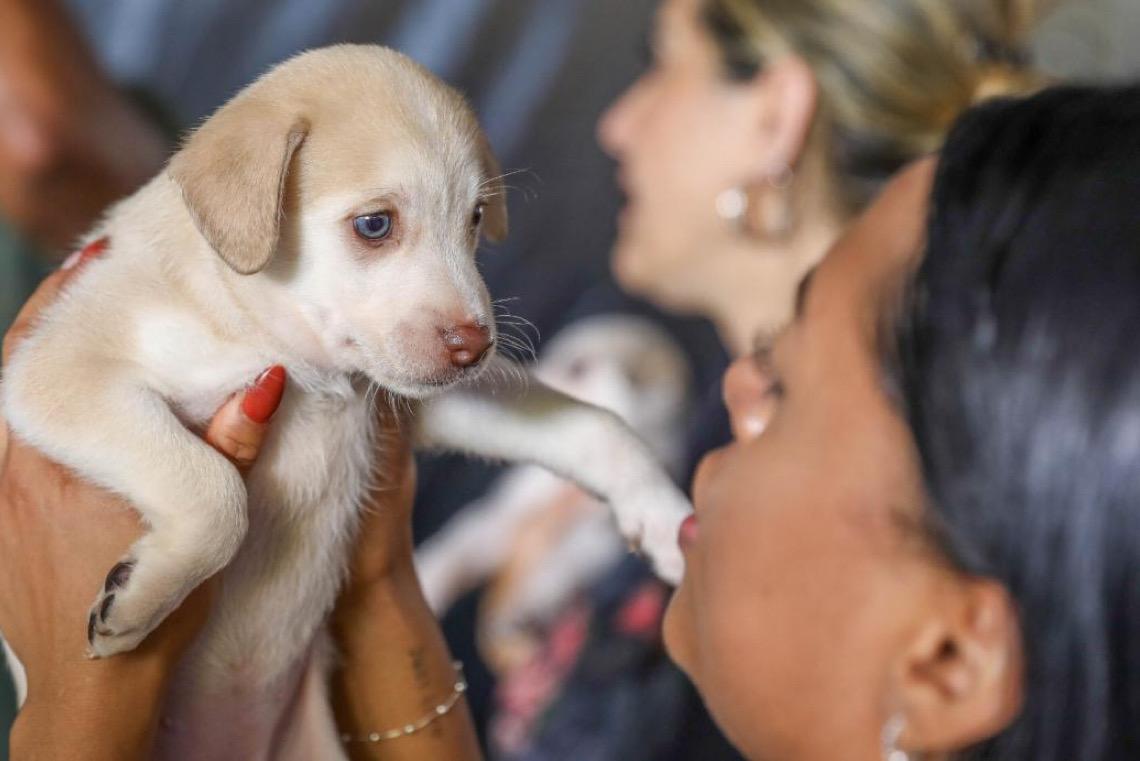 Campanha de castração de cães e gatos gratuita oferece 1,8 mil vagas na próxima semana