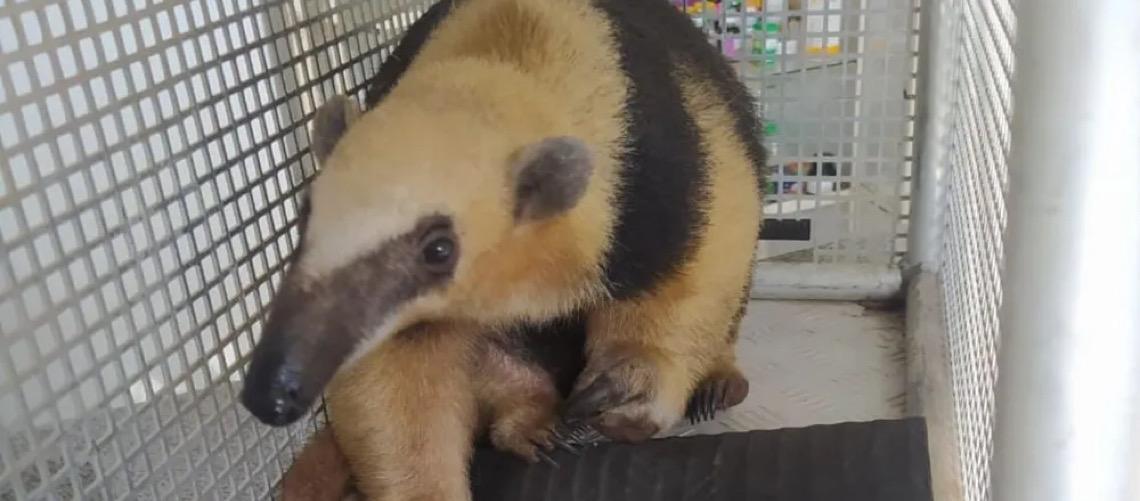 Como agir ao encontrar um animal silvestre em perigo no Distrito Federal, evite contato com o bicho