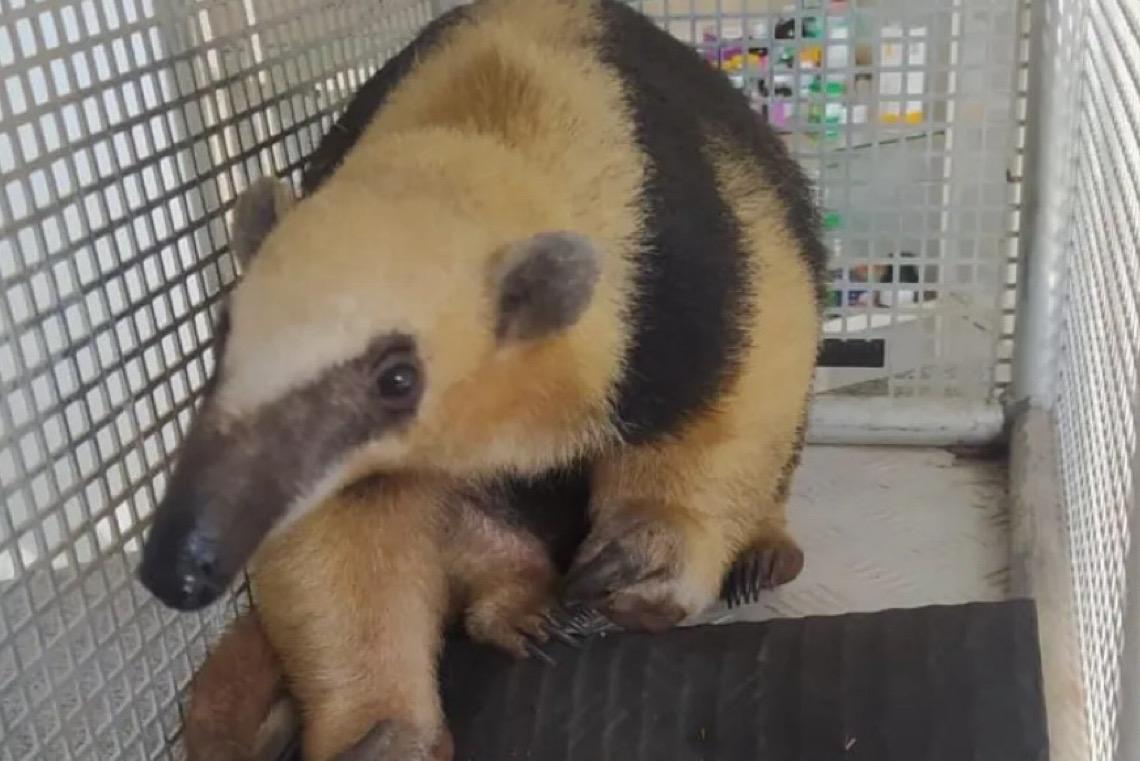 Como agir ao encontrar um animal silvestre em perigo no DF, evite contato com o bicho