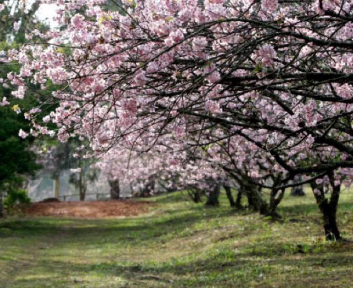 Festa das Cerejeiras celebra flores, cultura e comida do Japão em SP