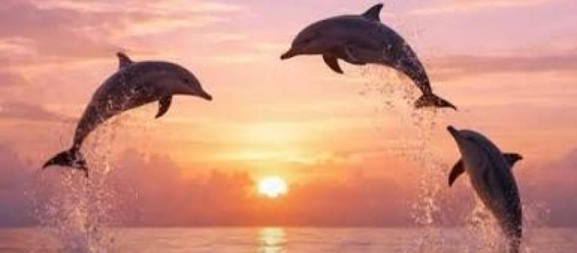 Presença de golfinhos em Fernando de Noronha cai quase pela metade em dez anos