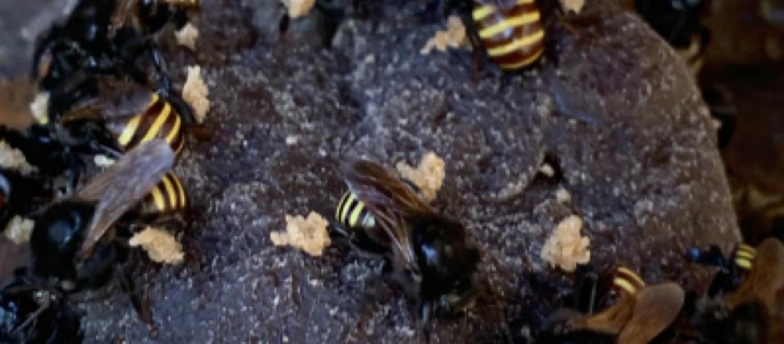 Brasil terá de provar à UE que não usa antibióticos para engordar abelhas