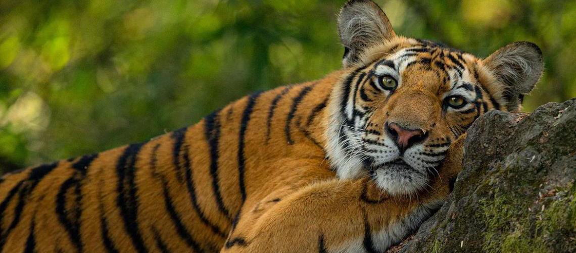 Ação internacional desmantela redes criminosas de tráfico de animais e plantas