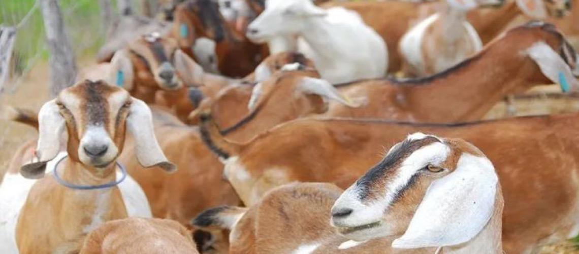 Marrocos suspende tarifa de ovinos e carne bovina, medida vale até 31 de dezembro