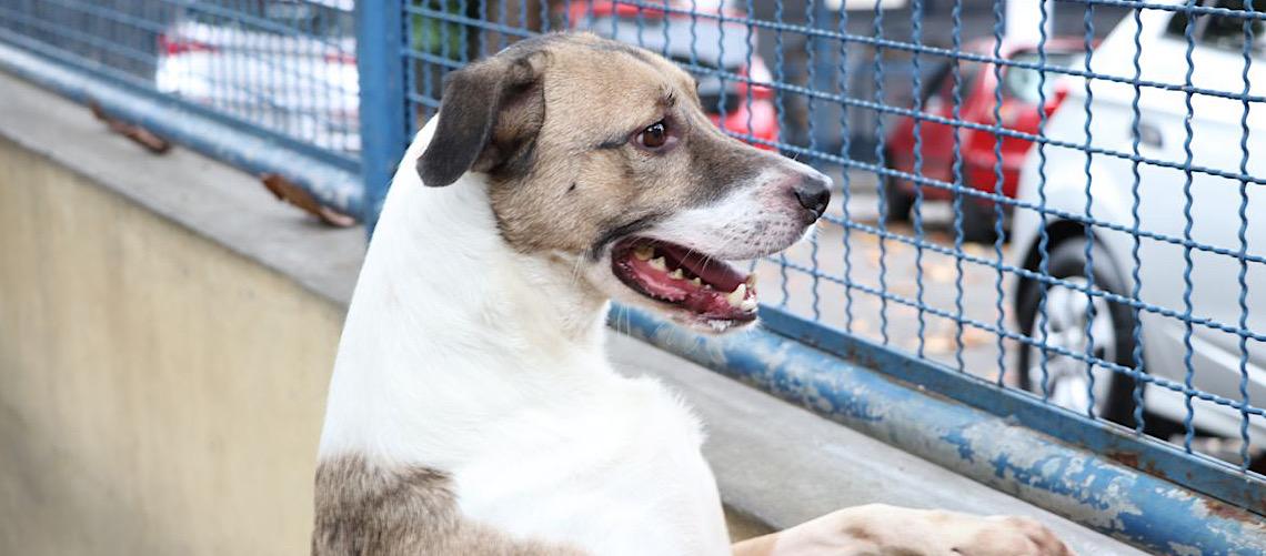 Cérebro de cachorros capta várias emoções no rosto humano, segundo estudo