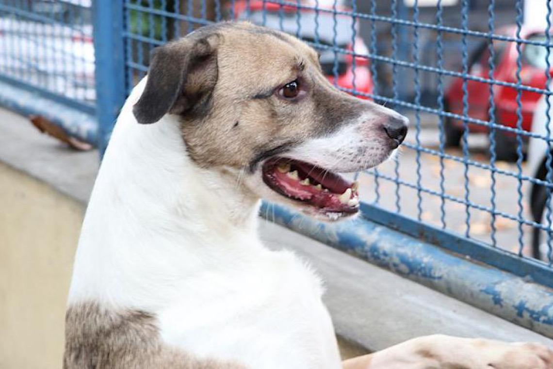 Cérebro de cachorros capta várias emoções no rosto humano, segundo estudo