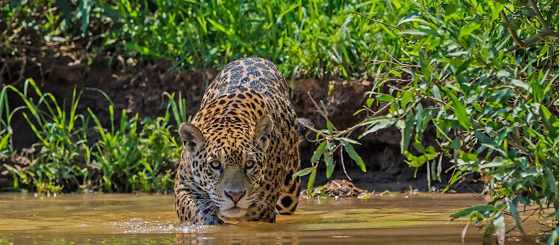 De onça-pintada a bem-te-vi, inverno muda comportamento da fauna brasileira