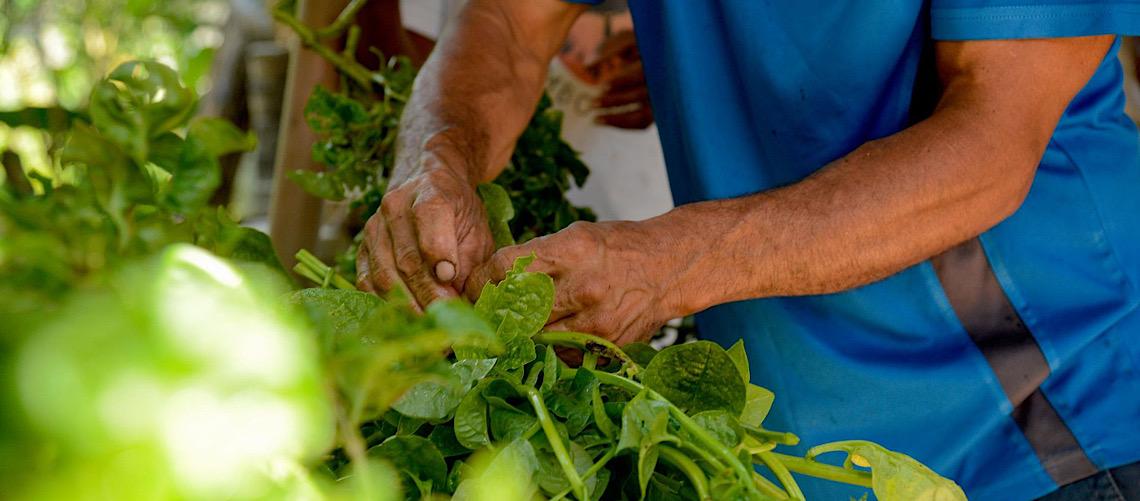 IA do MST vira referência no Sul Global e expõe desafio tecnológico da agricultura familiar
