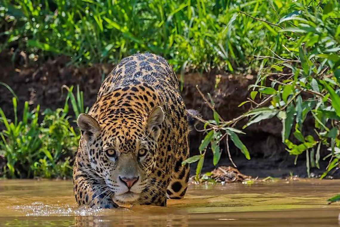 De onça-pintada a bem-te-vi, inverno muda comportamento da fauna brasileira