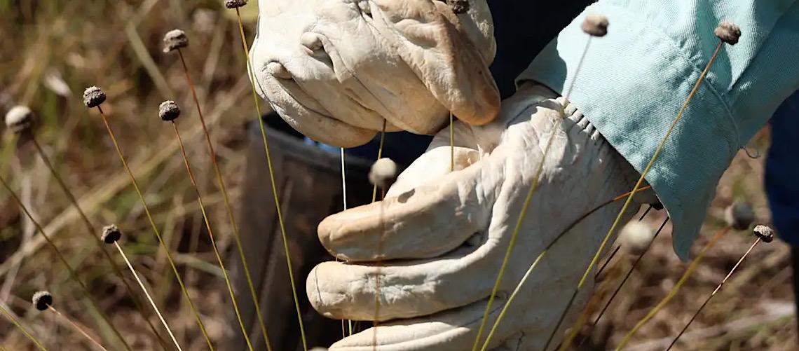Pesquisadores encontram plantas consideradas extintas há 30 anos 