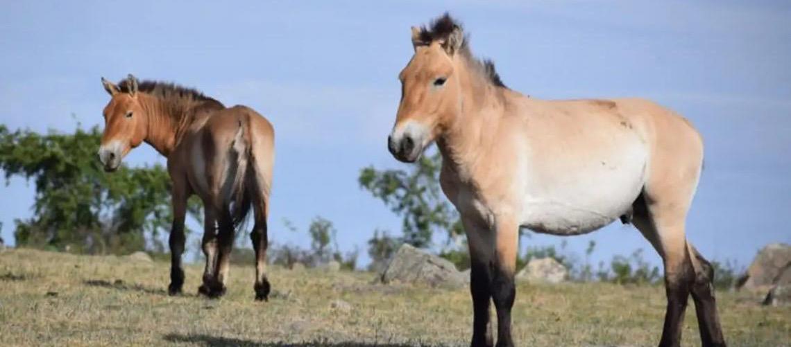 Takhi, o cavalo selvagem que virou símbolo de restauração na Mongólia