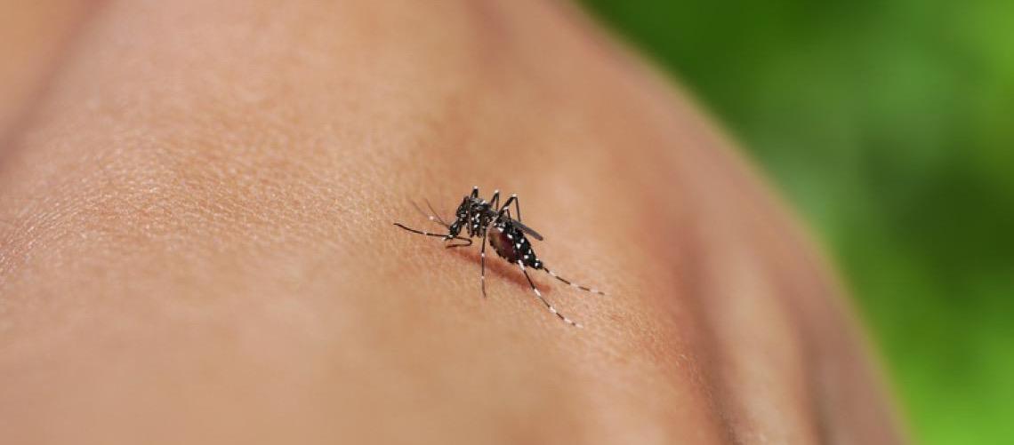 Dengue, zika, chikungunya e Oropouche: Saiba diferenças e riscos da automedicação