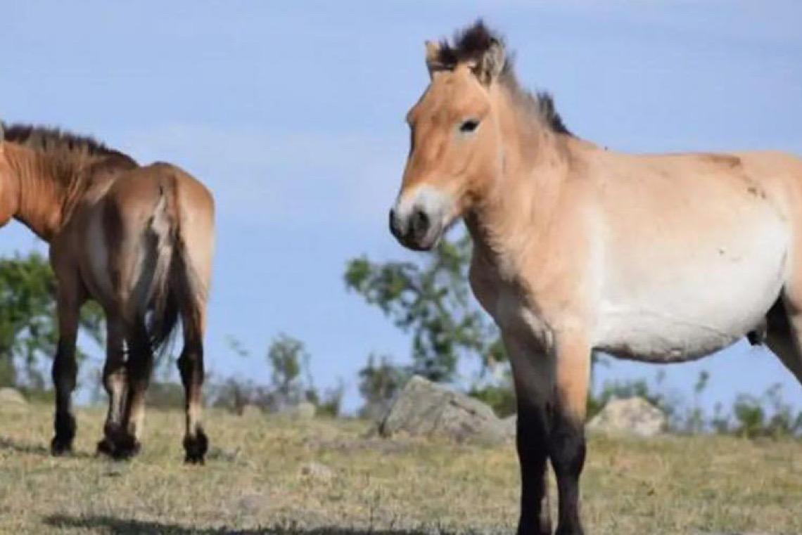Takhi, o cavalo selvagem que virou símbolo de restauração na Mongólia