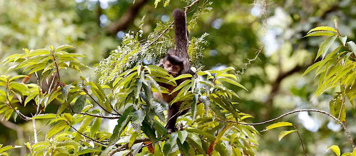 Em carta-compromisso: Entidades propõem reconhecimento de direitos da natureza 