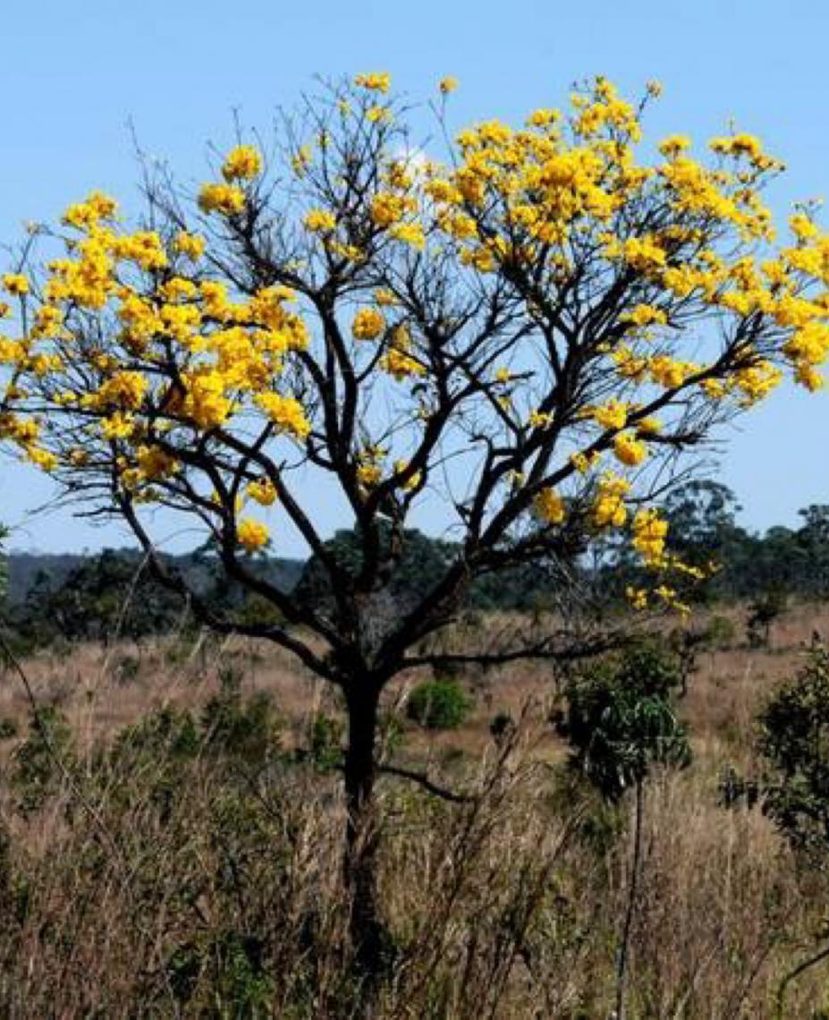 ONU premia rede brasileira voltada à preservação do cerrado