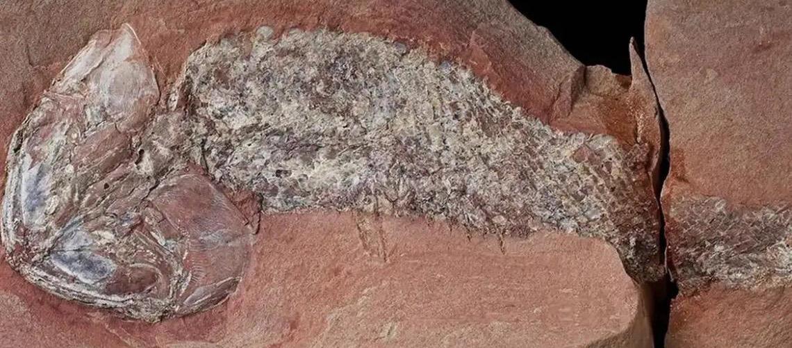 Estudo mostra fóssil de peixe pré-histórico encontrado em Mato Grosso