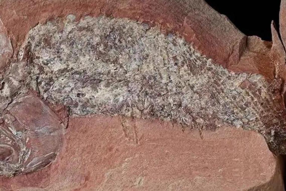 Estudo mostra fóssil de peixe pré-histórico encontrado em Mato Grosso