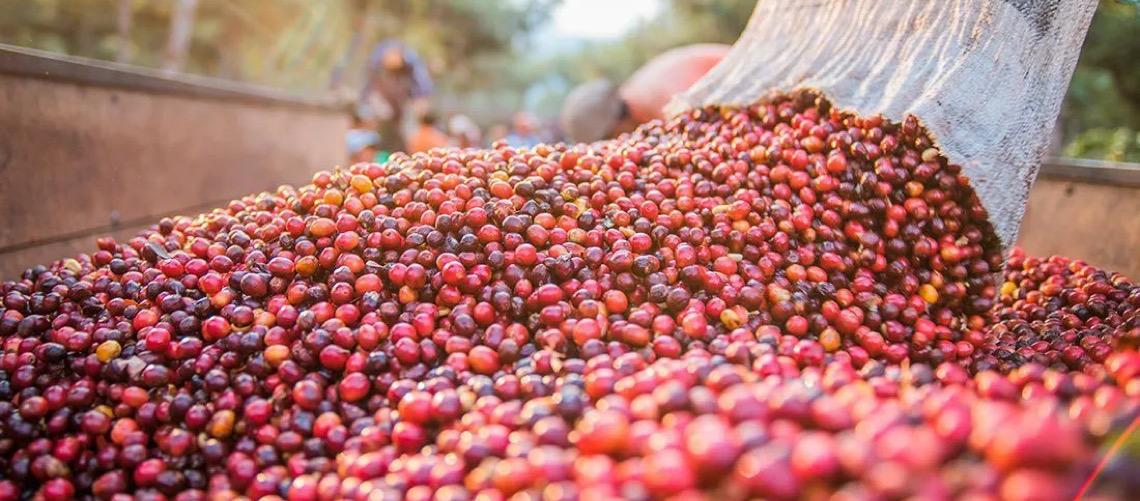 Brasil espera colheita recorde de café, mas com queda em grãos premium por causa das chuvas
