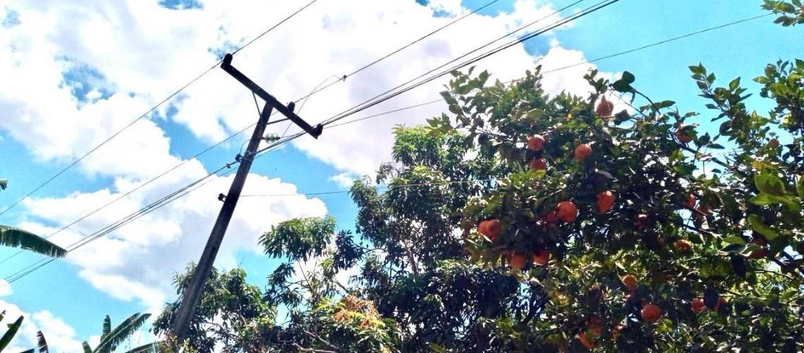 Colher frutas pode ser perigoso: Neoenergia Brasília alerta para riscos próximos à rede elétrica