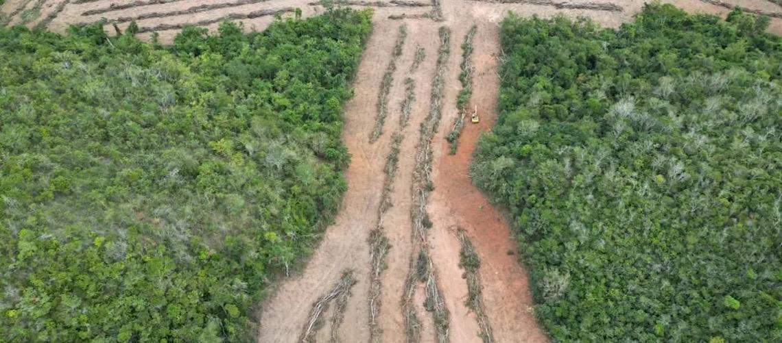 Operação Mata Atlântica em Pé embarga 3 mil hectares e aplica R$ 44 milhões em multas em MG