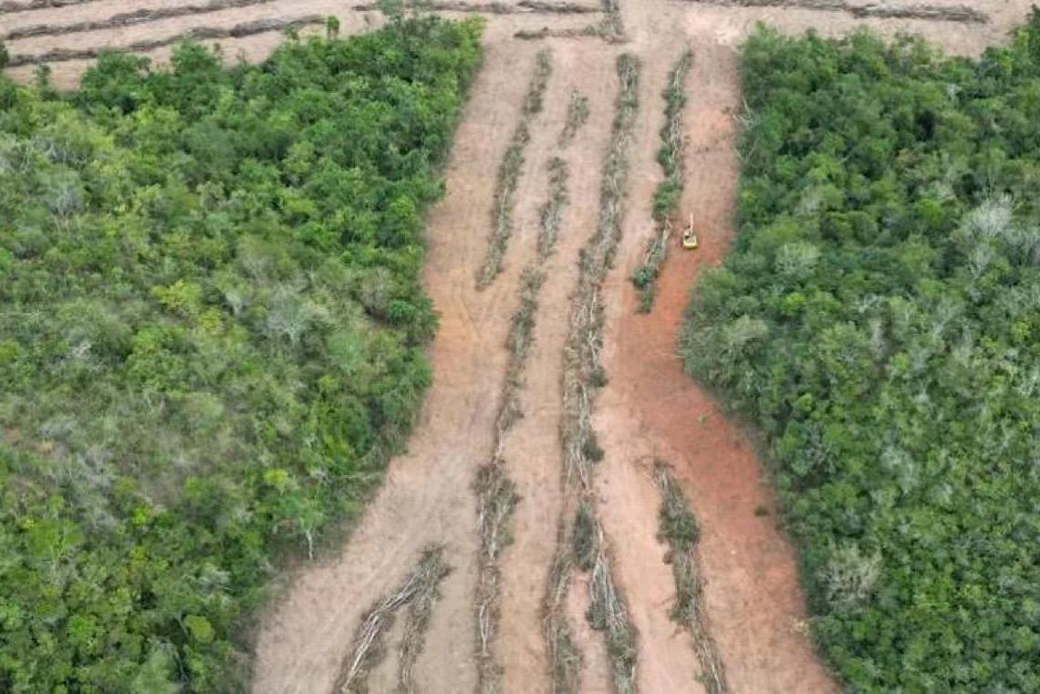 Operação Mata Atlântica em Pé embarga 3 mil hectares e aplica R$ 44 milhões em multas em MG