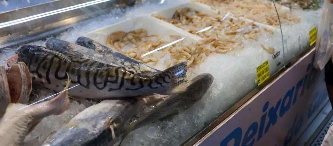 Semana do Pescado 2026 prevê ações para incentivar o consumo de peixe no Brasil