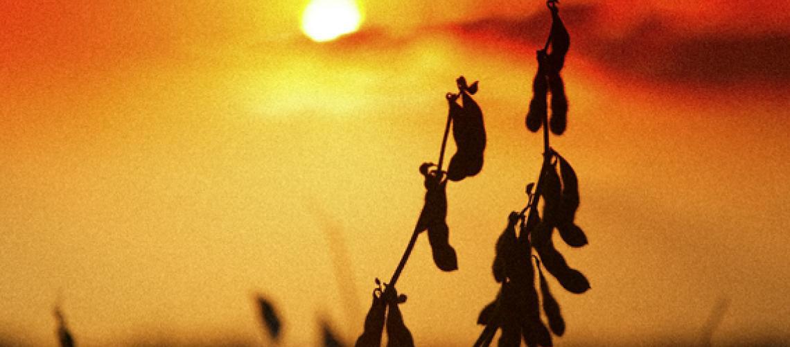 Em ano de El Niño, Embrapa apresenta 163 medidas para gestão de riscos climáticos no campo