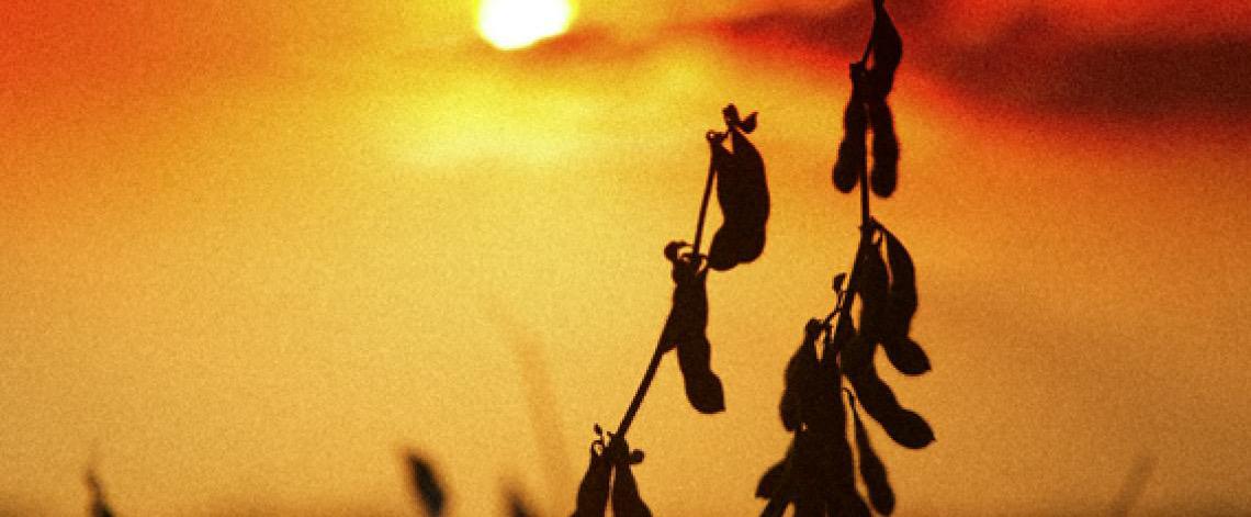 Em ano de El Niño, Embrapa apresenta 163 medidas para gestão de riscos climáticos no campo