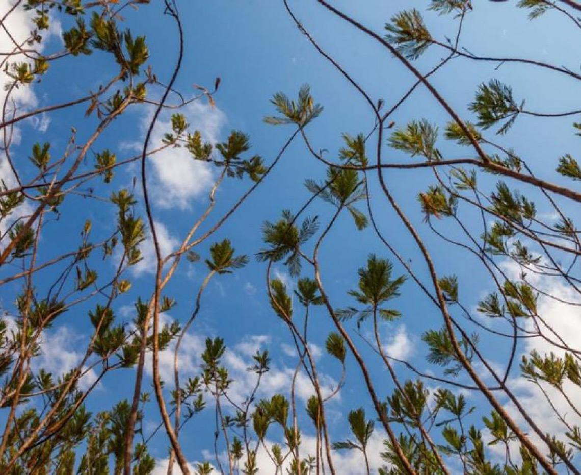 Conheça o Caminho dos Veadeiros, uma travessia pelo coração do Cerrado