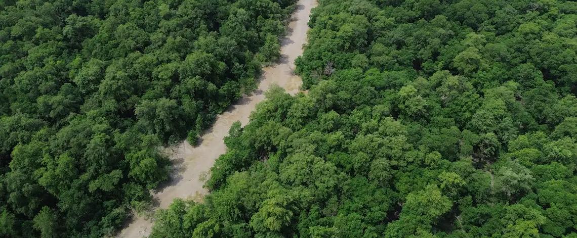 No Dia da Amazônia, campanha pede que eleitor vote por floresta em pé 