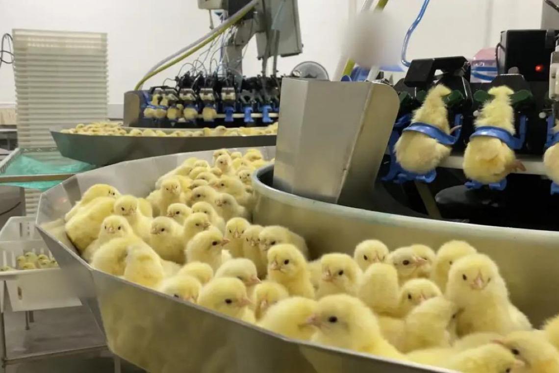Investigação da Mercy For Animals expõe trituração de pintinhos na indústria de ovos