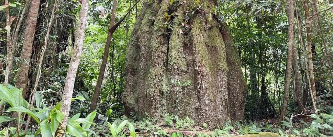 Amazonas ganha quatro reservas de desenvolvimento sustentável