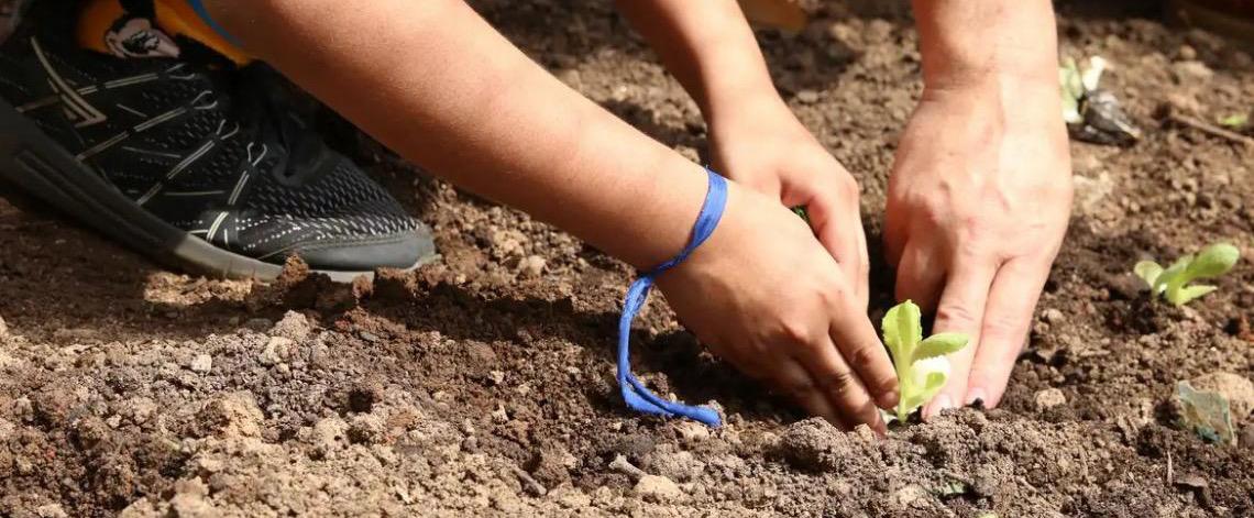Entidades pedem apoio de candidatos à eleição deste ano em defesa da agroecologia