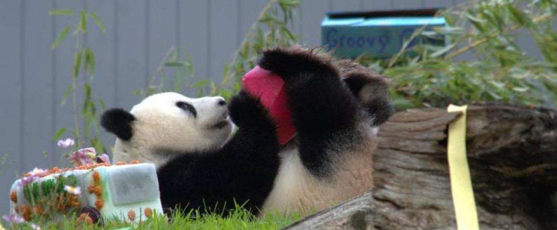 De tímida a sensação: Panda-gigante Qing Bao encanta público ao completar 5 anos em Washington, DC