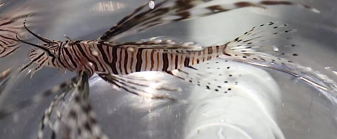 Porto Seguro oferece recompensa a pescadores por captura de peixe-leão, na Bahia
