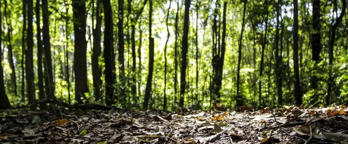 Produção florestal no Brasil alcança recorde de R$ 47,9 bilhões em 2025