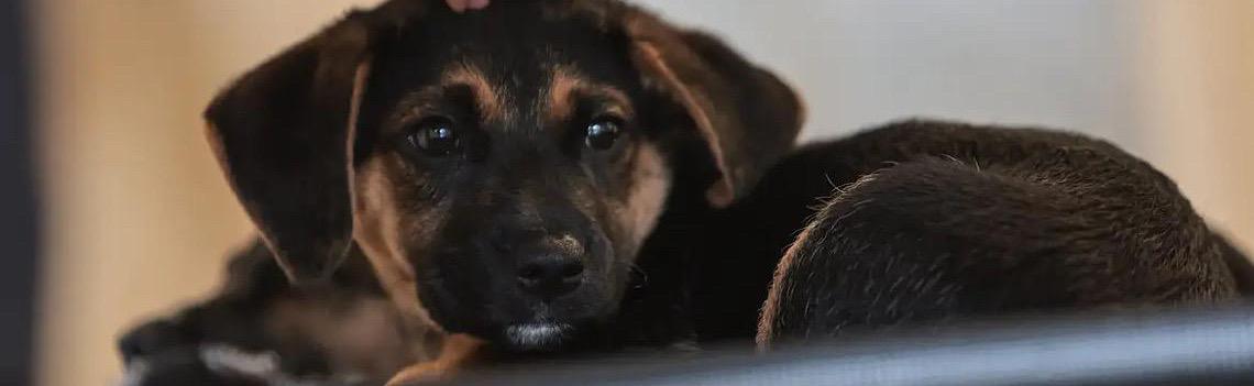 Ciência prova: Cães processam a fala de forma parecida com os humanos