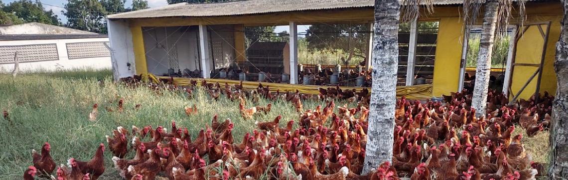 Produção de carnes de aves e mel do Brasil é aprovada em novo relatório da União Europeia