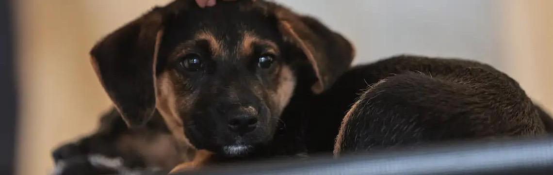 Ciência prova: Cães processam a fala de forma parecida com os humanos
