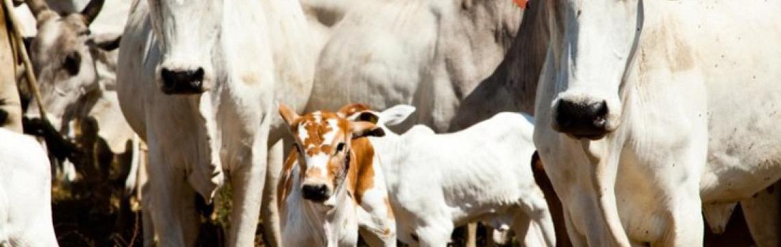 Quantidade de gado diminui e produção aumenta na agropecuária, mostra IBGE