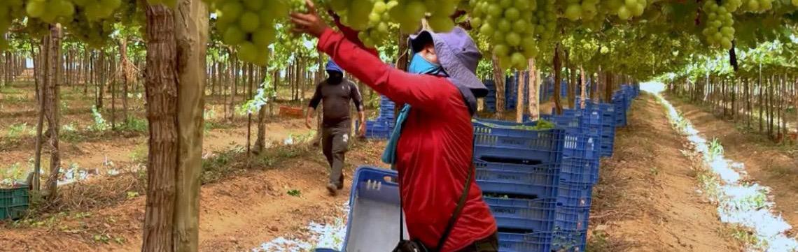 Exploração de trabalhadores rurais sustenta fruticultura bilionária