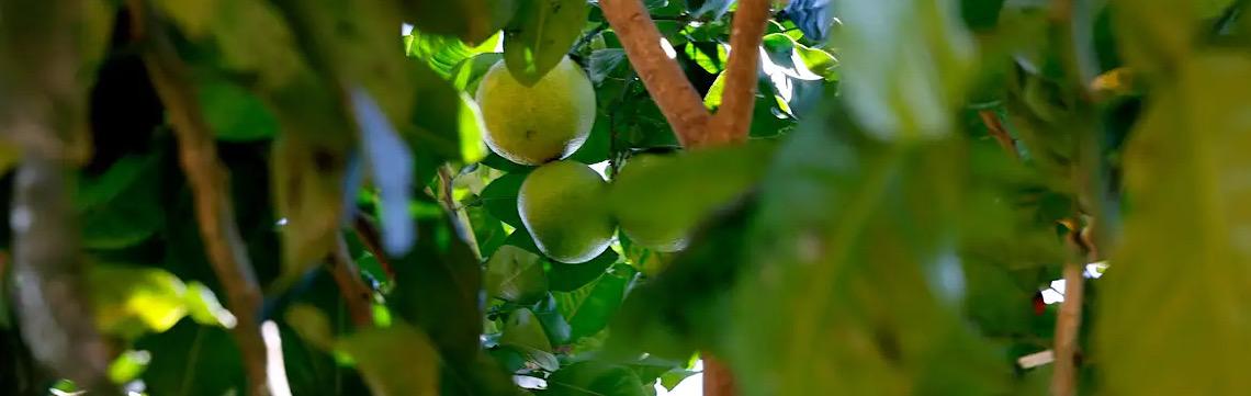 Preço do limão está acima da média, mesmo na entressafra, chuvas afetaram a florada