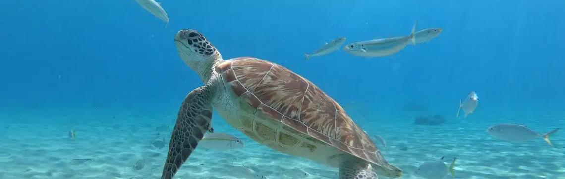 Pesquisa encontra resíduos de plástico em tartarugas no Rio de Janeiro