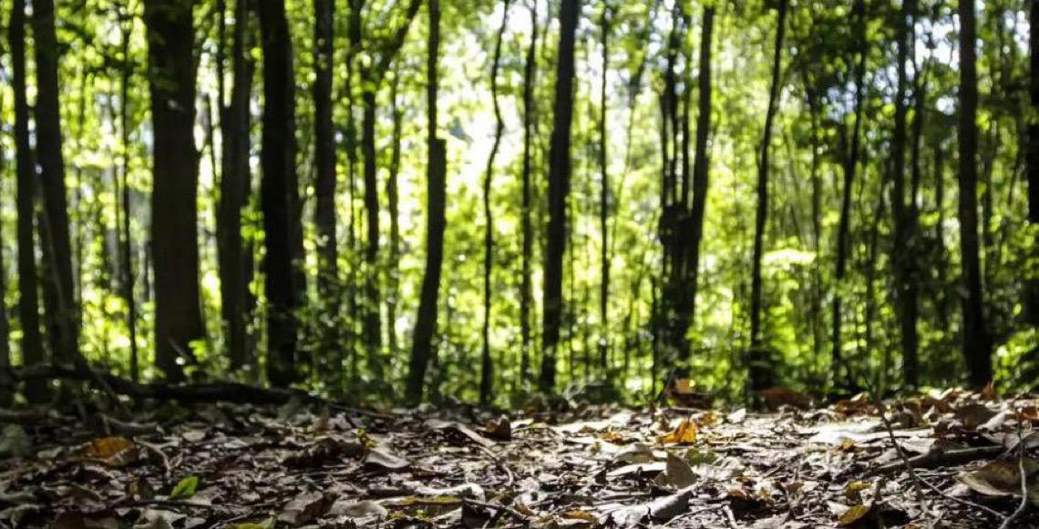 Produção florestal no Brasil alcança recorde de R$ 47,9 bilhões em 2025