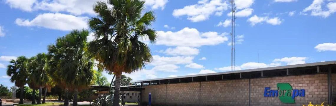 Embrapa é designada como Centro de Referência para Florestas Plantadas