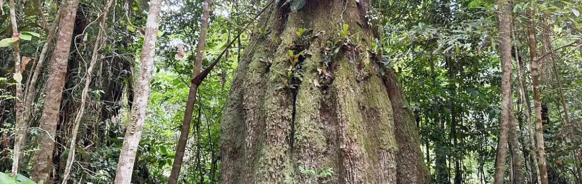 Congresso brasileiro terá sete em cada dez parlamentares contra agenda ambiental