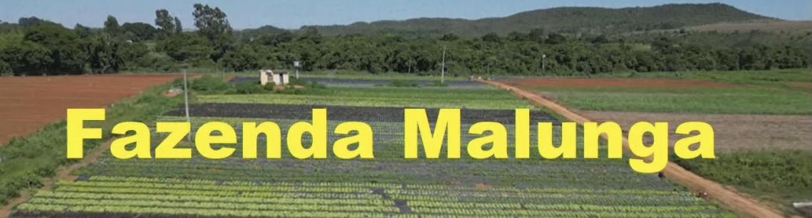 Do campo à mesa: Fazenda Malunga aproxima crianças da produção de alimentos
